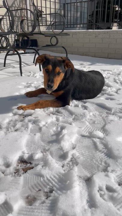 Enlarge Luke , an adoptable mixed breed in Columbia, MD video 6/6