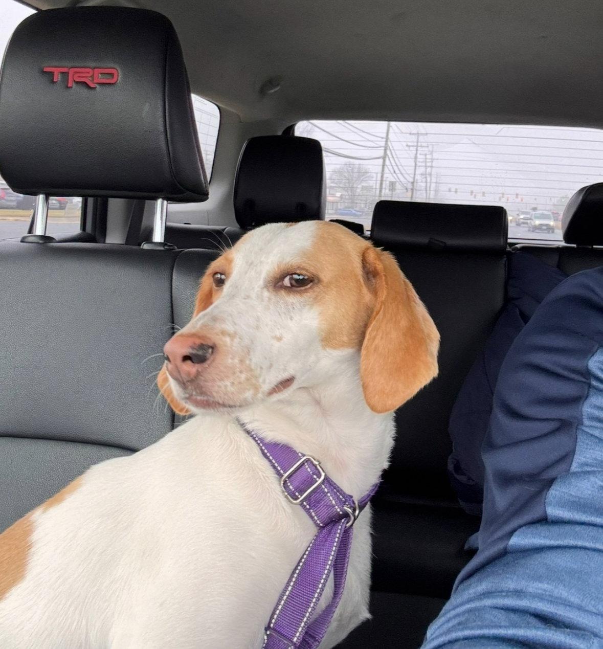 Enlarge Trixie, a Adoptable Hound in Herndon, VA image 1/3