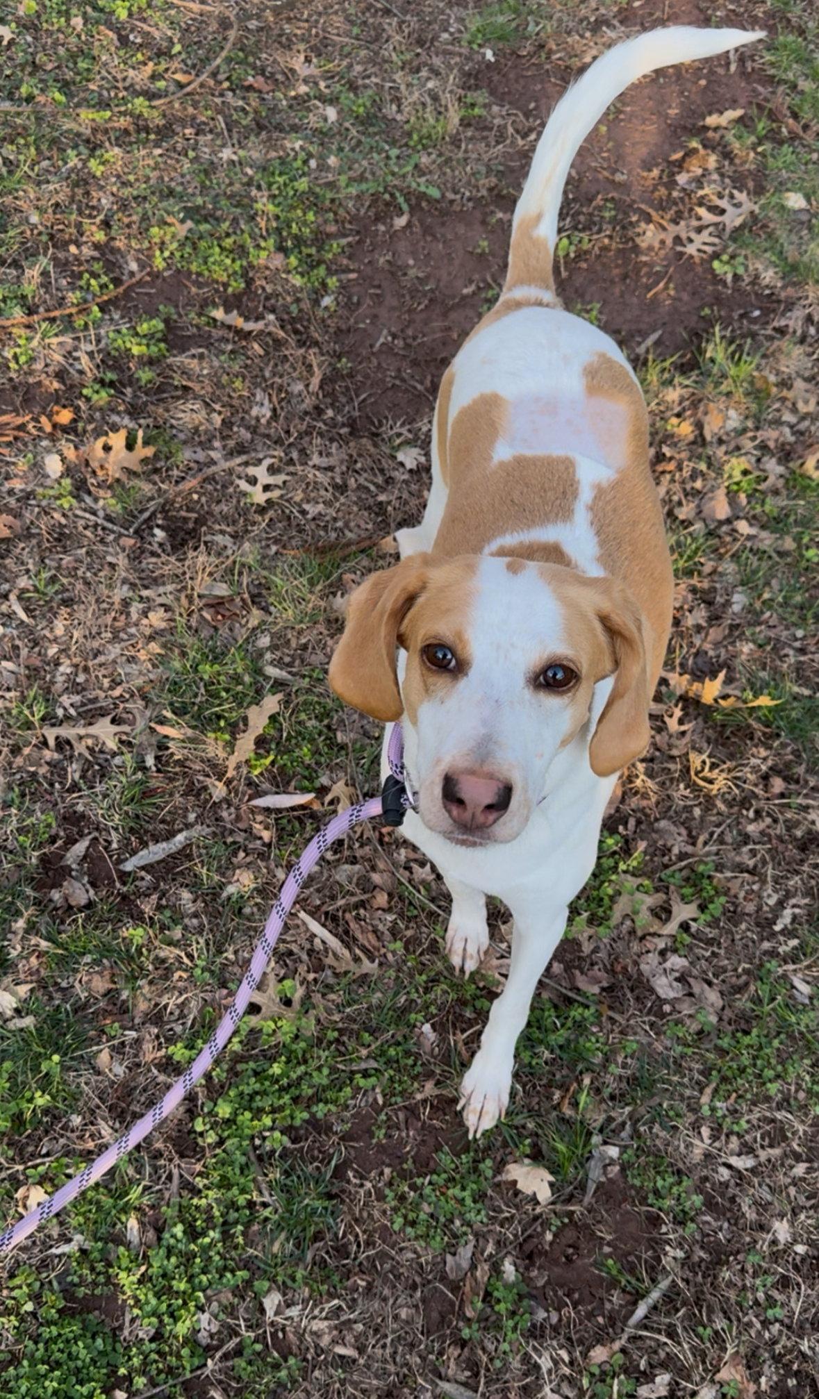 Enlarge Trixie, a Adoptable Hound in Herndon, VA image 2/3
