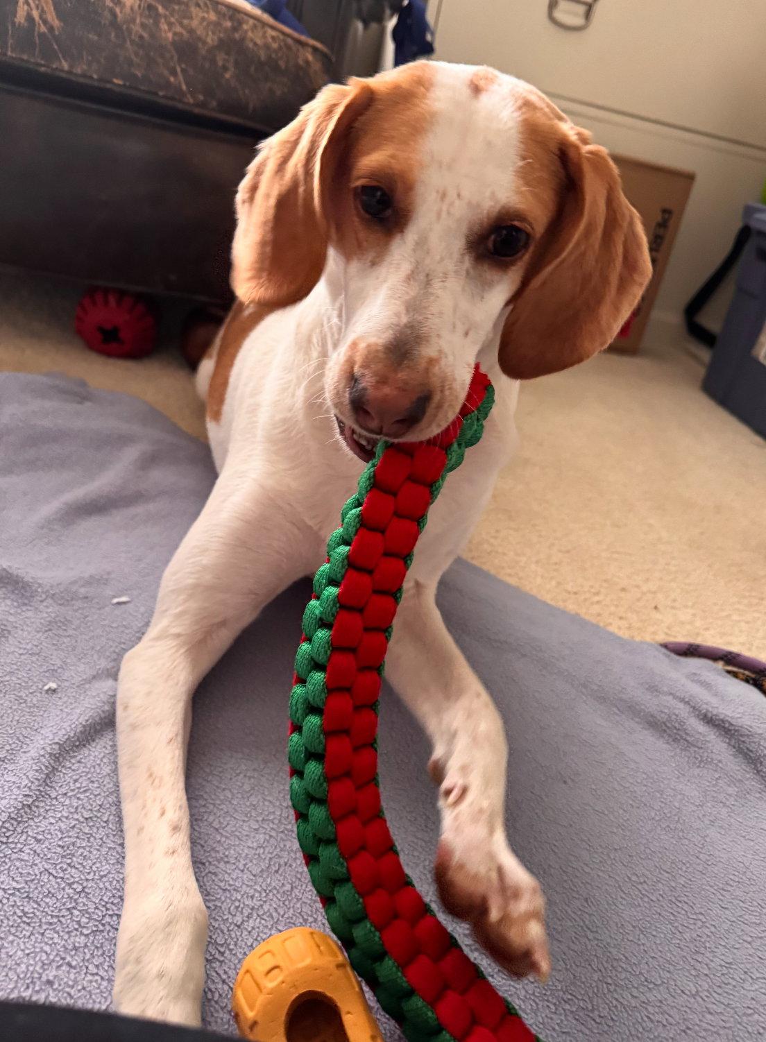 Enlarge Trixie, a Adoptable Hound in Herndon, VA image 3/3
