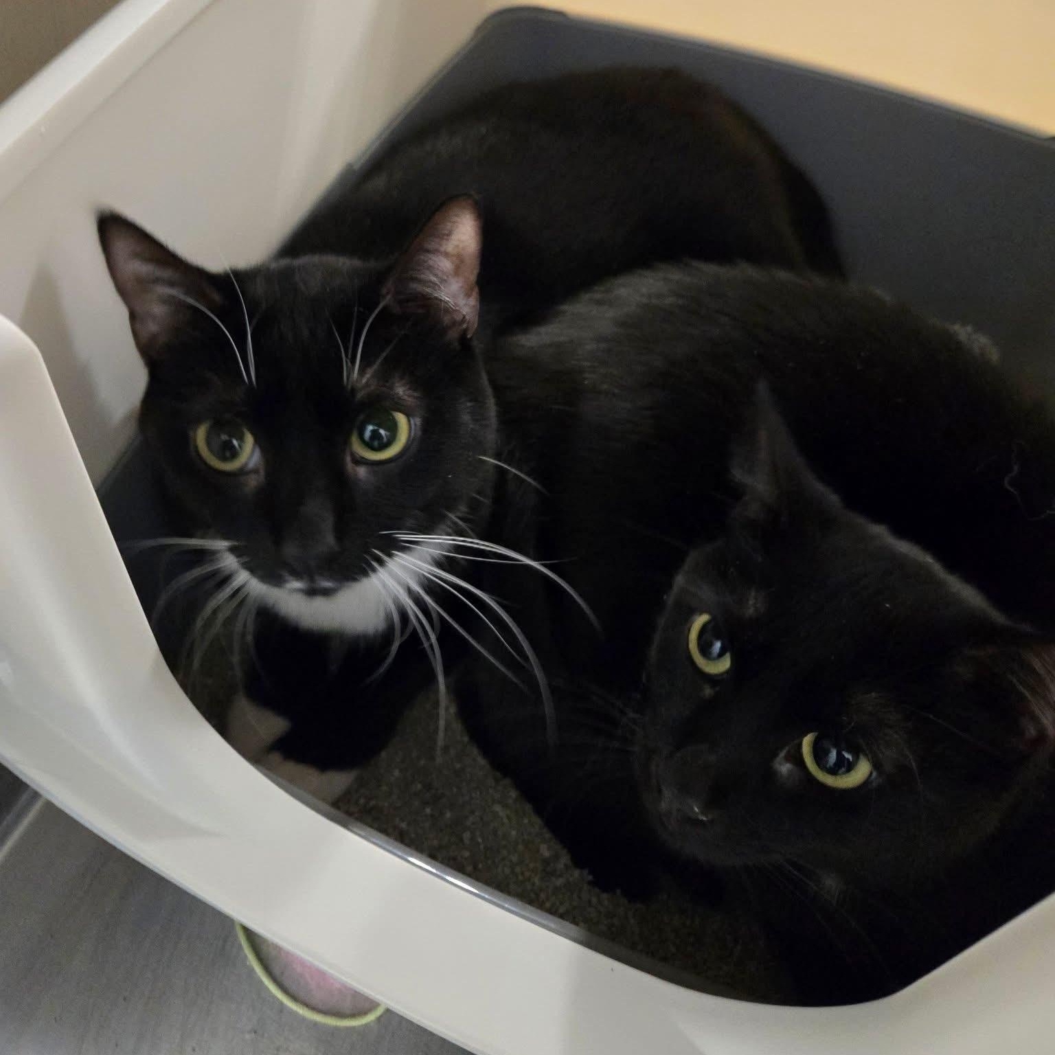 Trixie & Titi, ADOPTABLE, Young Female Domestic Short Hair.