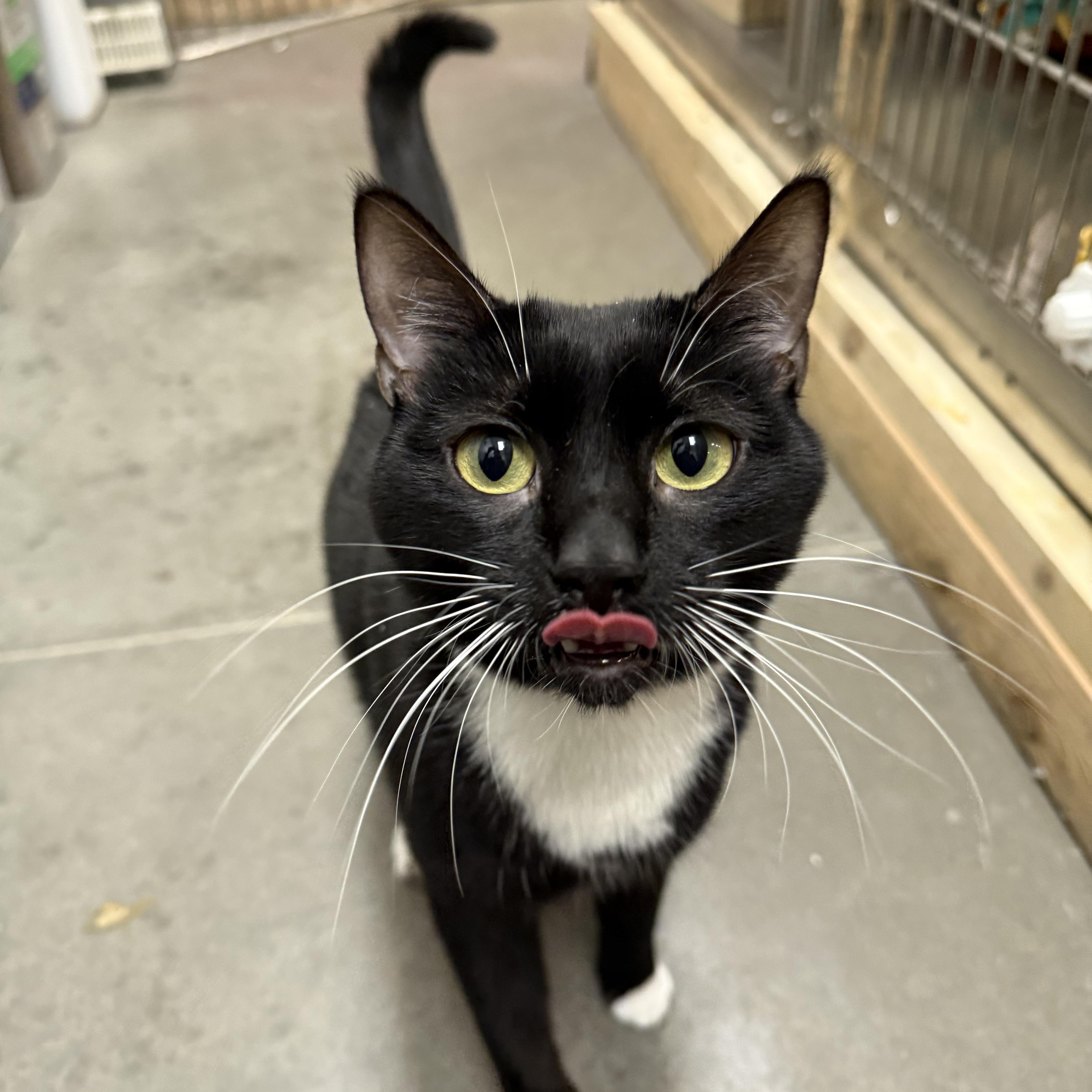 Enlarge Trixie & Titi, a ADOPTABLE Domestic Short Hair in Chandler, AZ image 4/6