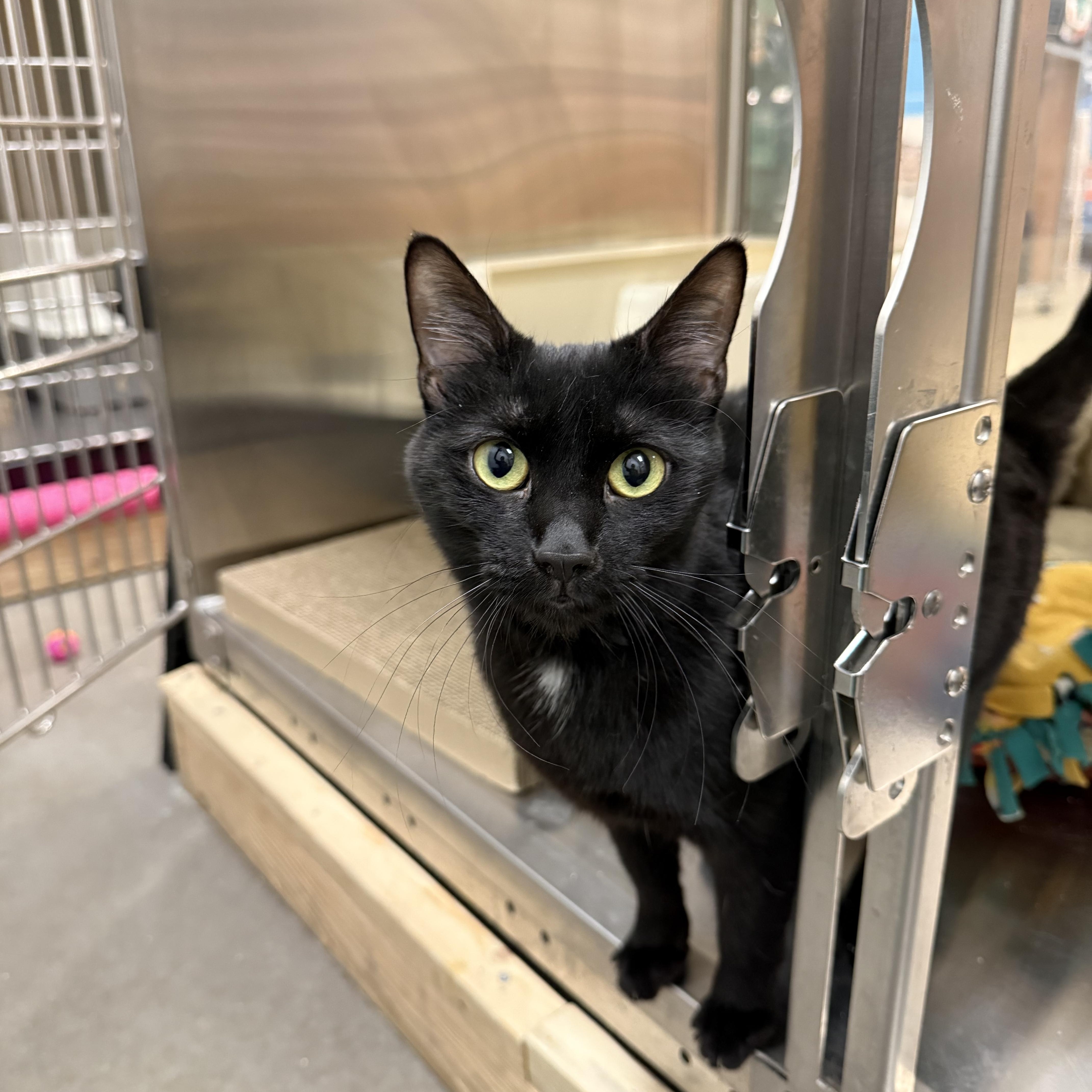 Enlarge Trixie & Titi, a ADOPTABLE Domestic Short Hair in Chandler, AZ image 3/6