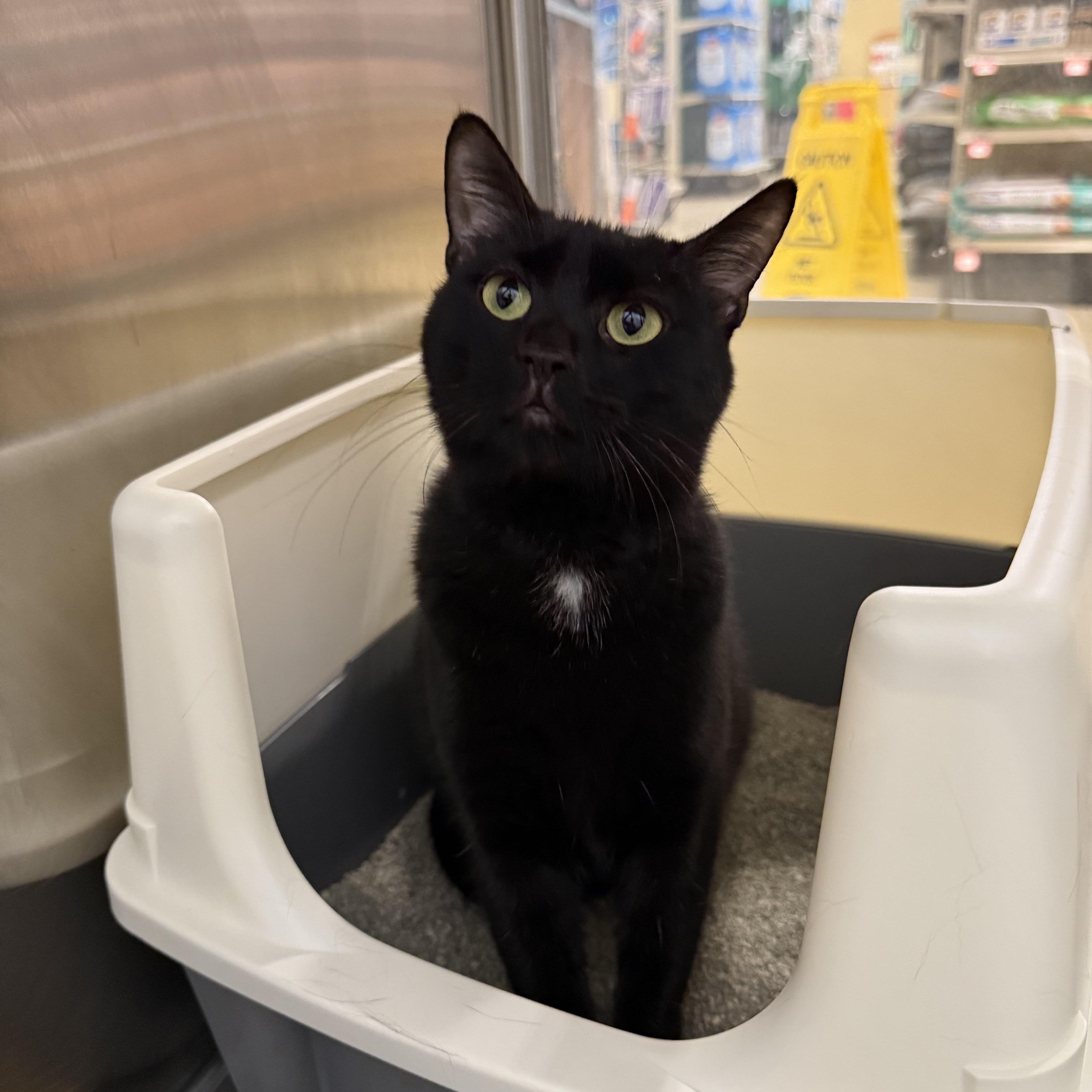 Enlarge Trixie & Titi, a ADOPTABLE Domestic Short Hair in Chandler, AZ image 6/6