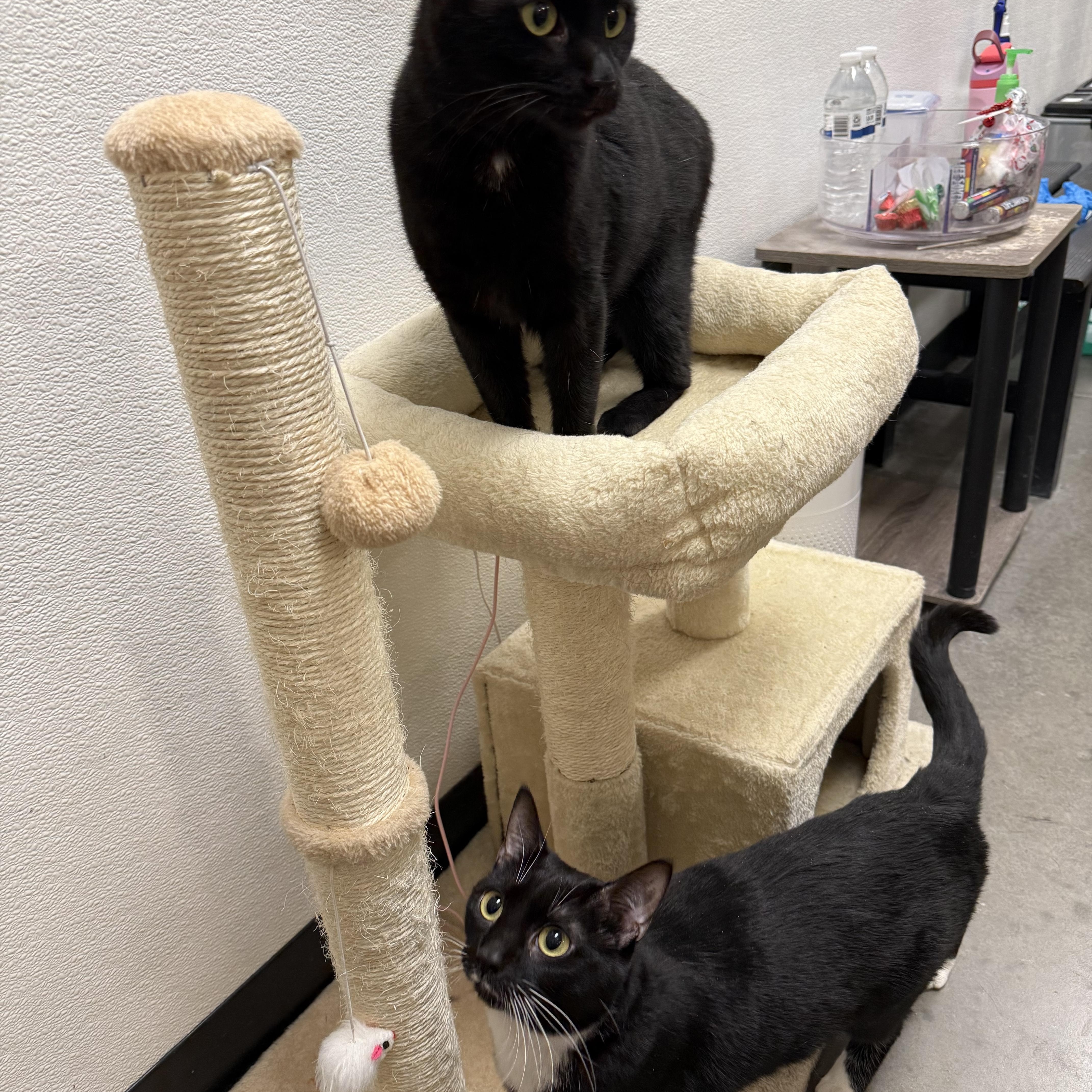 Enlarge Trixie & Titi, a ADOPTABLE Domestic Short Hair in Chandler, AZ image 5/6