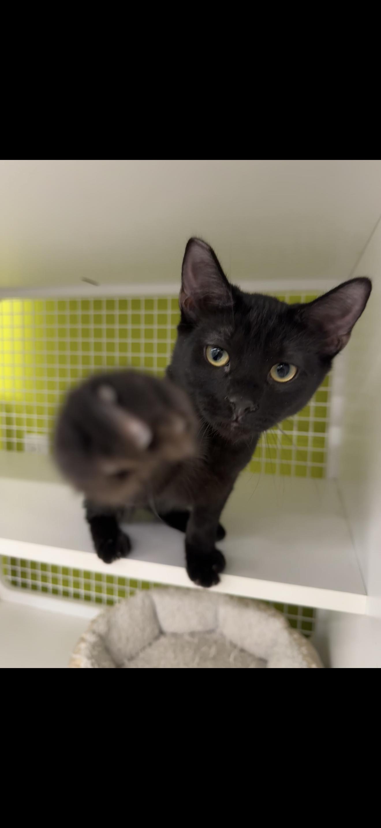 Overlord, an adoptable Burmese in Las Vegas, NV, 89101 | Photo Image 1
