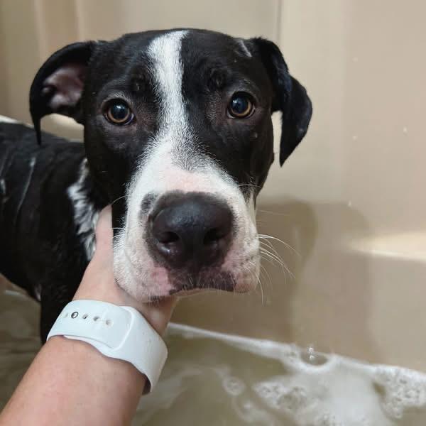 Owen, Adoptable, Young Male Labrador Retriever & American Bulldog.