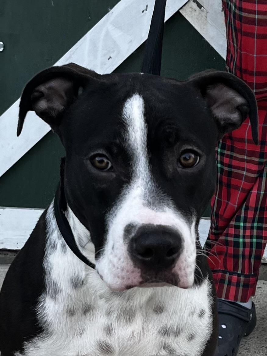 Enlarge Owen, a Adoptable mixed breed in Watertown, CT image 5/6