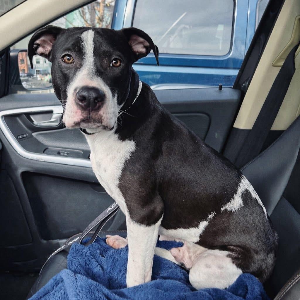 Enlarge Owen, a Adoptable mixed breed in Watertown, CT image 2/6