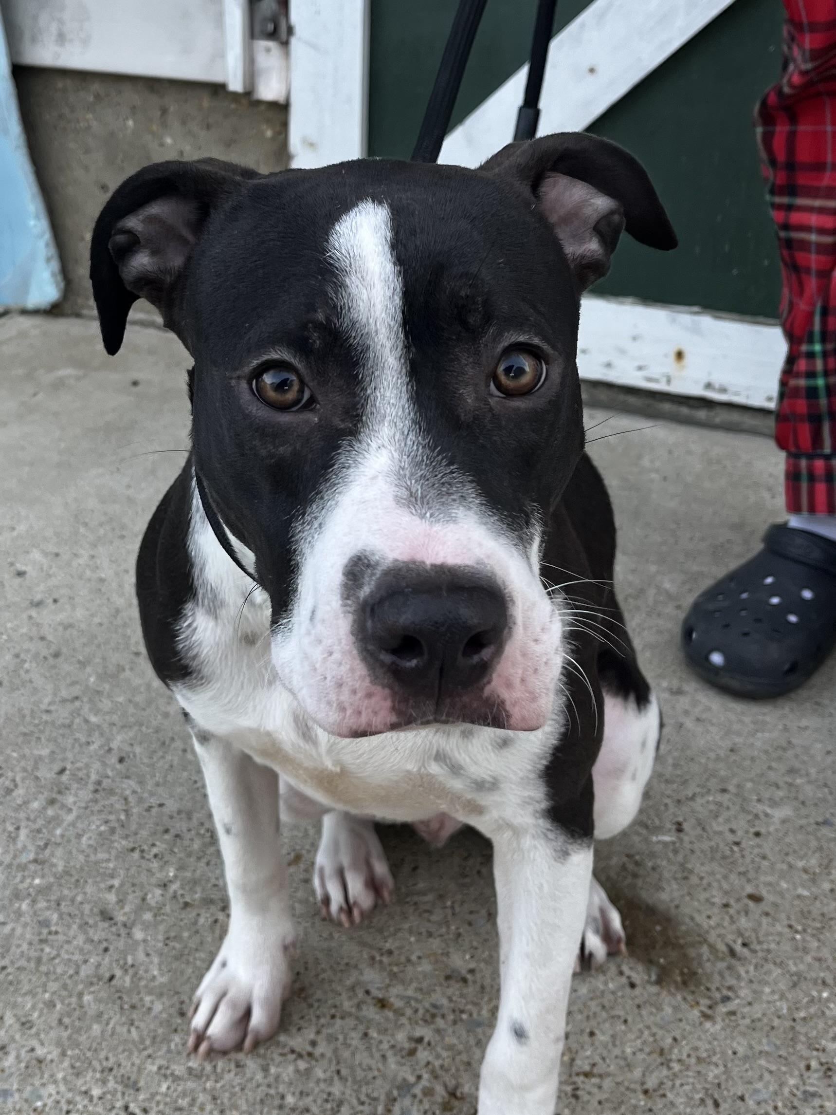 Enlarge Owen, a Adoptable mixed breed in Watertown, CT image 4/6