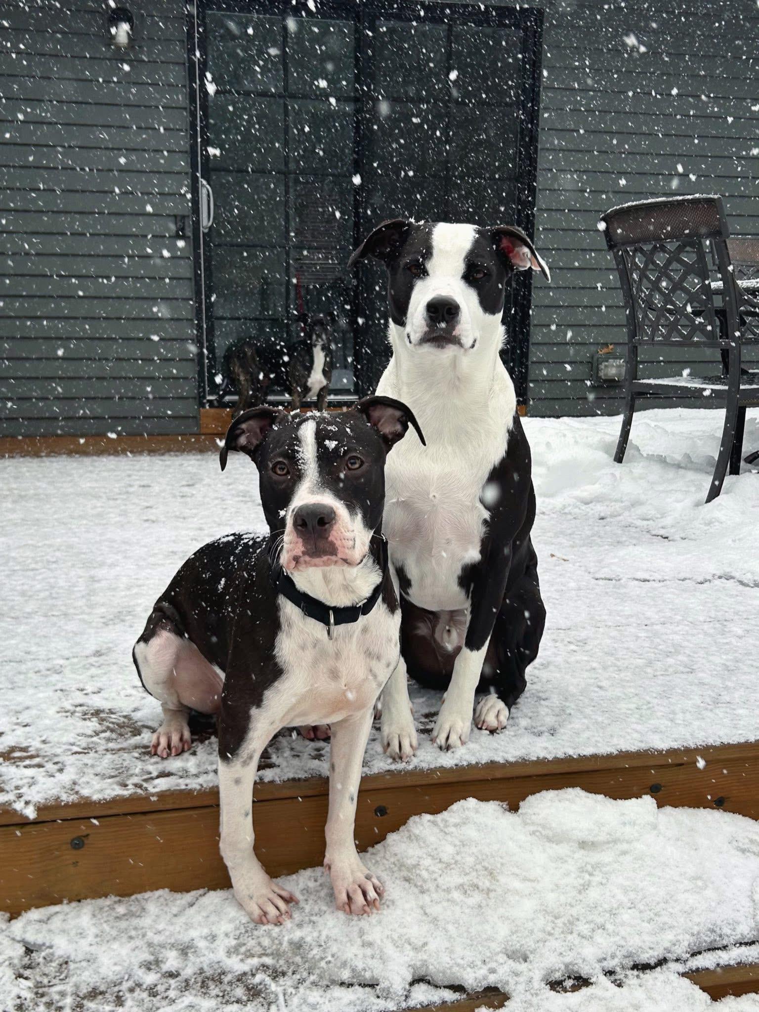 Enlarge Owen, a Adoptable mixed breed in Watertown, CT image 6/6