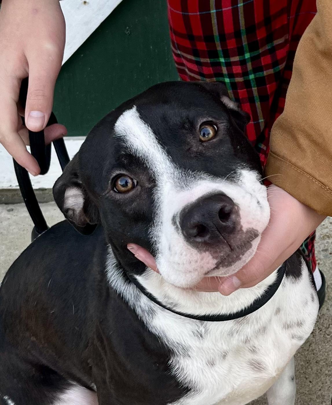 Enlarge Owen, a Adoptable mixed breed in Watertown, CT image 3/6