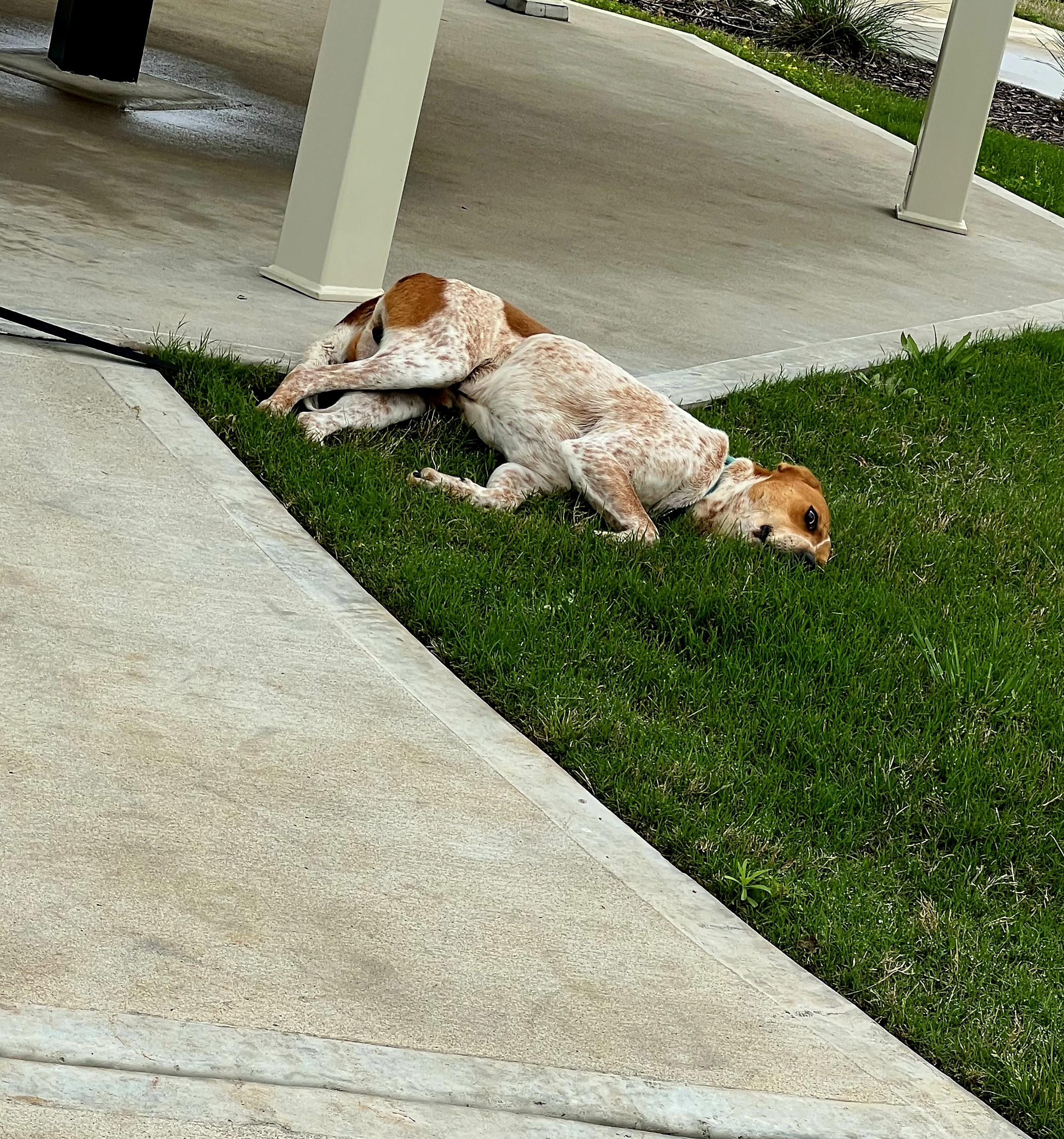 Pumba - CO, Adoptable, Adult Male Australian Shepherd.