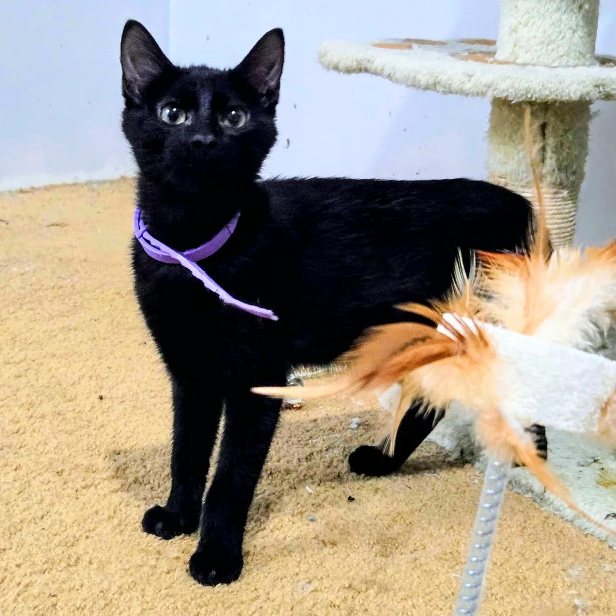 Maple, ADOPTABLE, Young Female Domestic Short Hair.