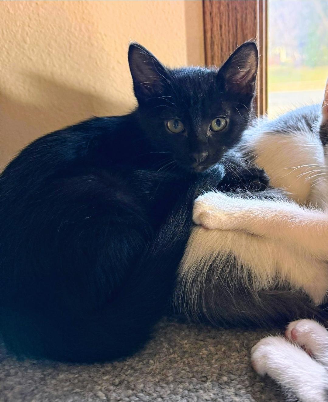 Enlarge Maple, a ADOPTABLE Domestic Short Hair in Waverly, IA image 1/1