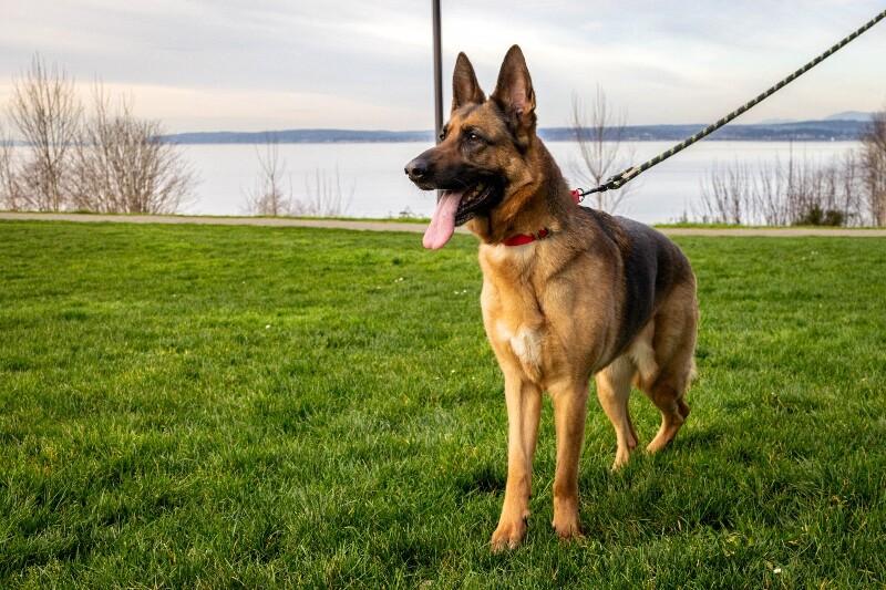 Valentine, Adoptable, Adult Female German Shepherd Dog.