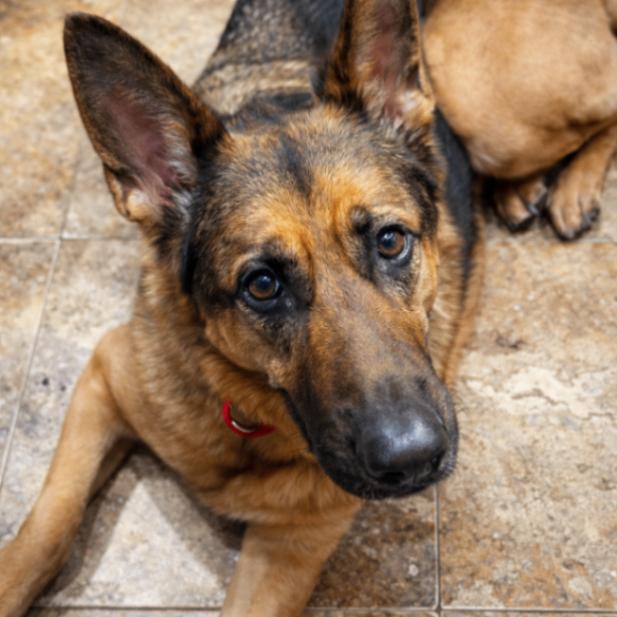 Enlarge Valentine, a Adoptable mixed breed in Seattle, WA image 2/3