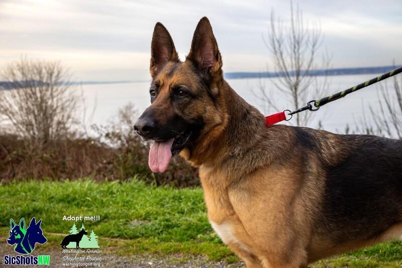 Enlarge Valentine, a Adoptable mixed breed in Seattle, WA image 3/3