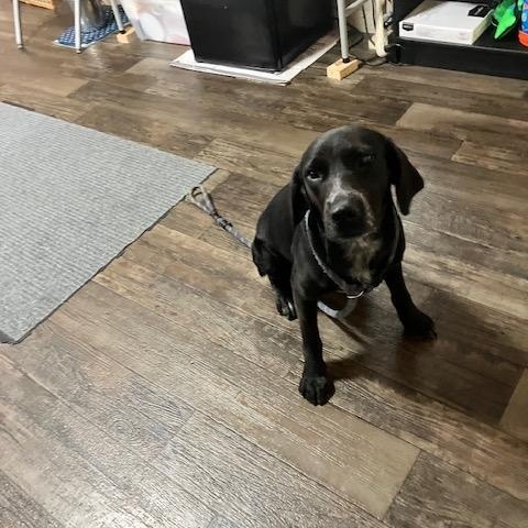 Enlarge BOOT 242-26, a Adoptable mixed breed in Cambridge, OH image 1/4