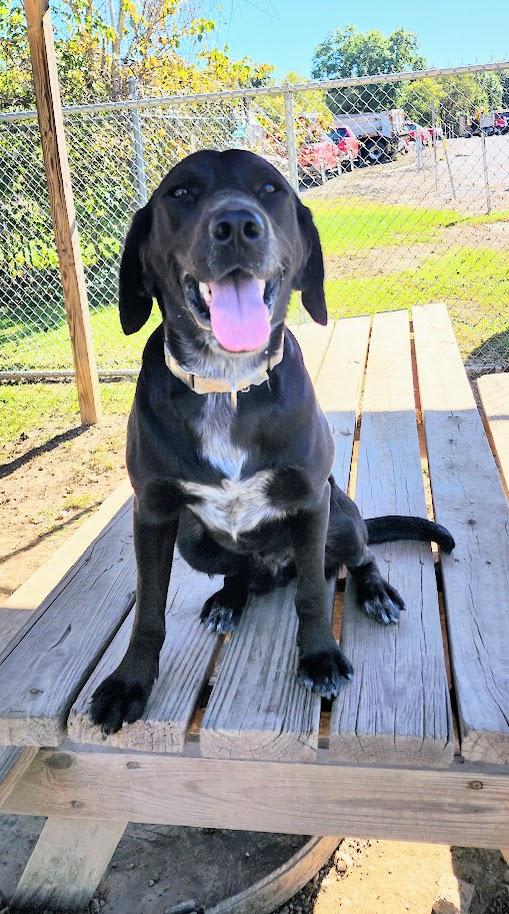 Enlarge BOOT 242-26, a Adoptable mixed breed in Cambridge, OH image 1/6