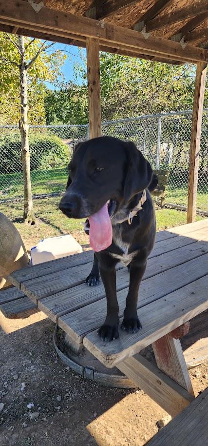 Enlarge BOOT 242-26, a Adoptable mixed breed in Cambridge, OH image 5/6