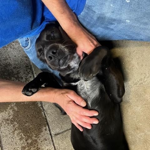 Enlarge BOOT 242-26, a Adoptable mixed breed in Cambridge, OH image 4/4