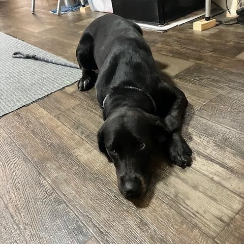 Enlarge BOOT 242-26, a Adoptable mixed breed in Cambridge, OH image 3/4