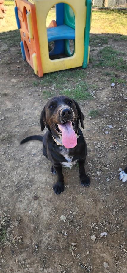 Enlarge BOOT 242-26, a Adoptable mixed breed in Cambridge, OH image 4/6