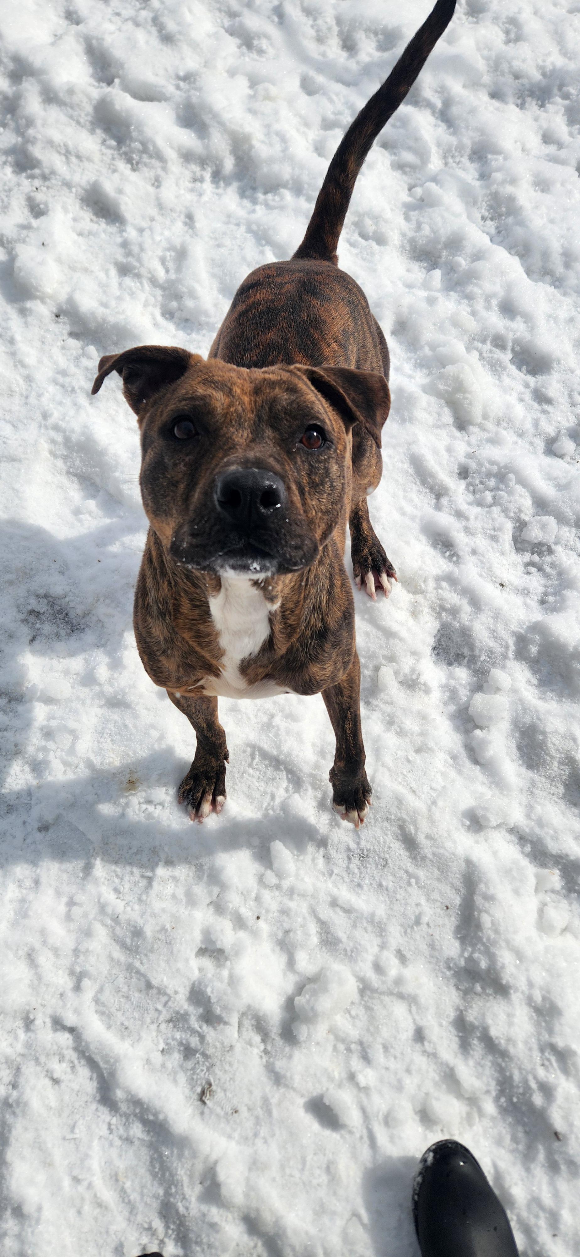 Enlarge Rocky, a Adoptable Pit Bull Terrier in Berea, KY image 2/2