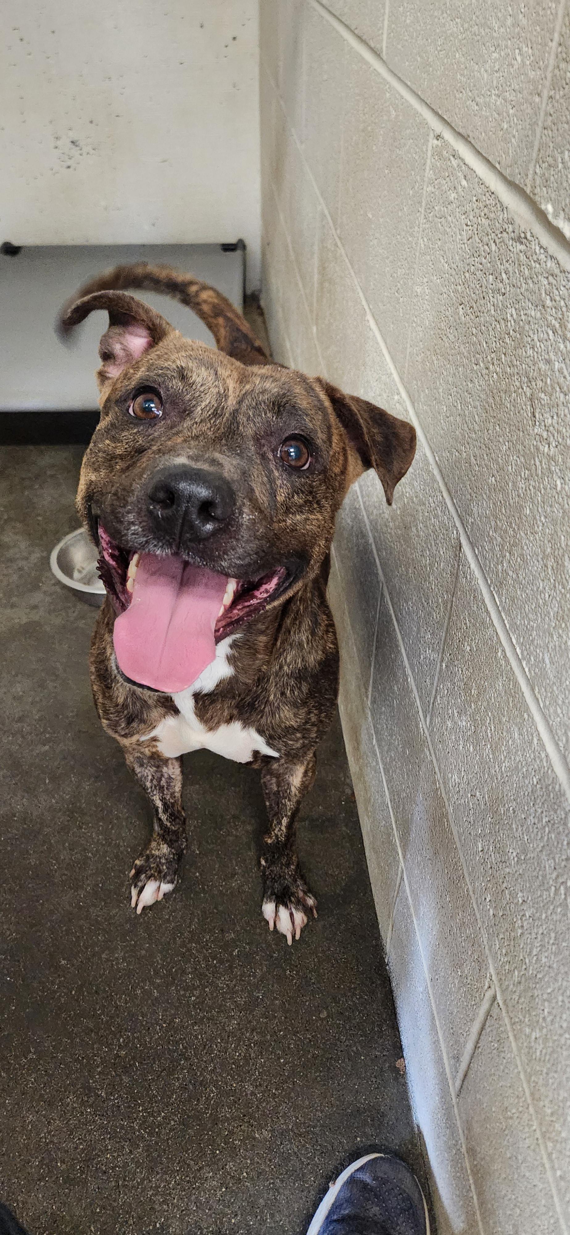 Enlarge Rocky, a Adoptable Pit Bull Terrier in Berea, KY image 1/1