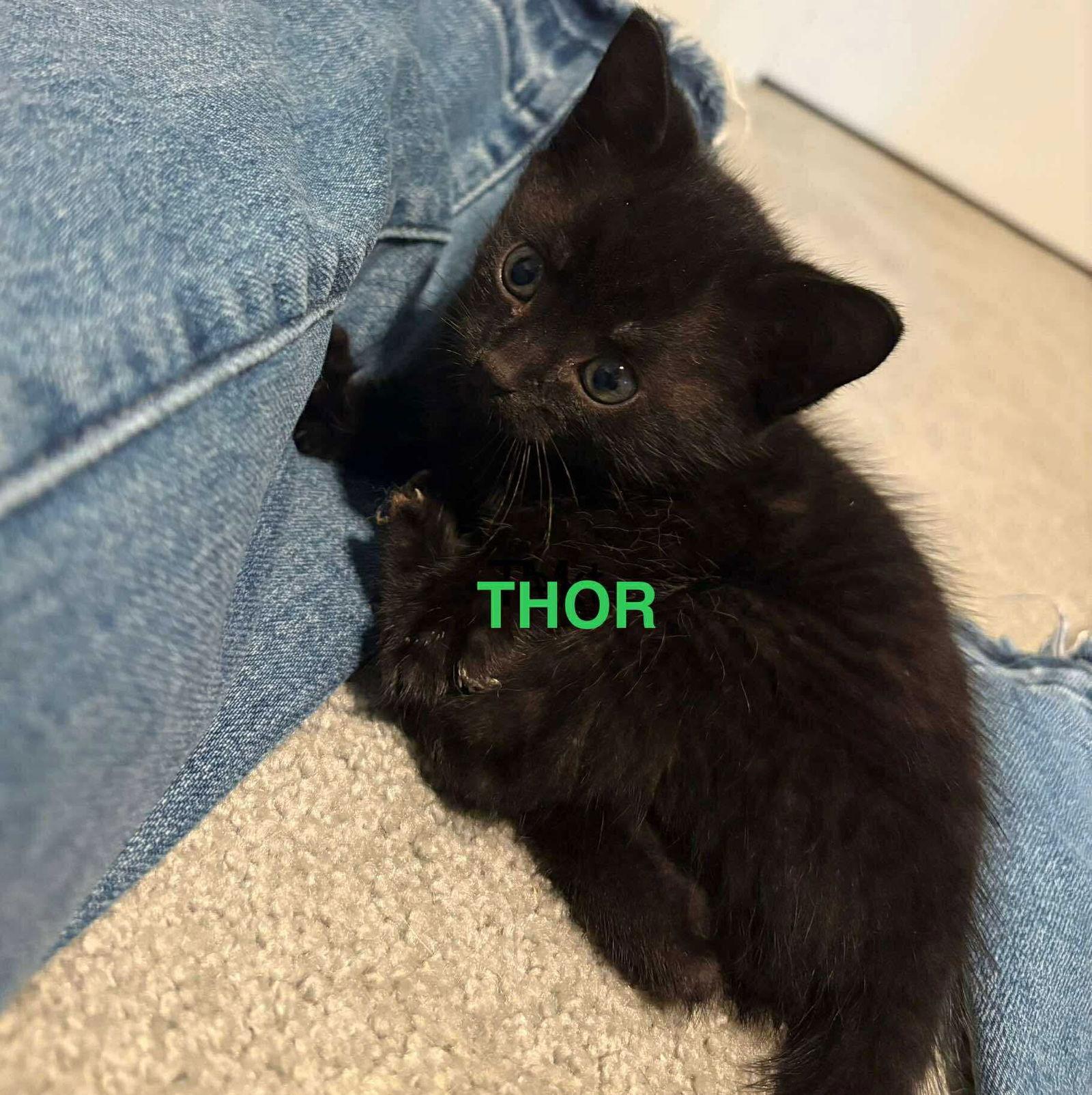 Enlarge Thor, a Adoptable Domestic Short Hair in Roxboro, NC image 1/3