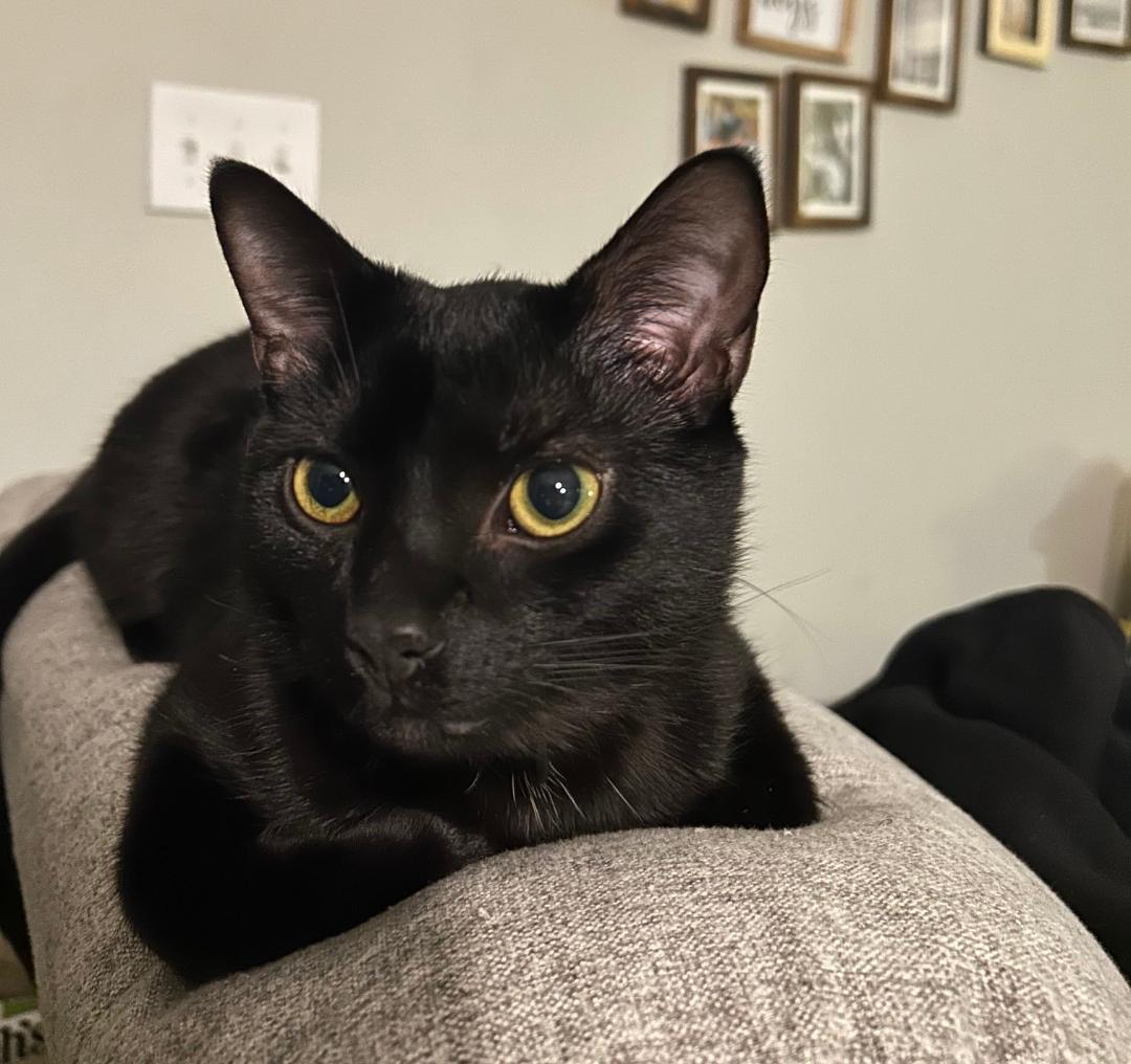 Thor, Adoptable, Kitten Male Domestic Short Hair.