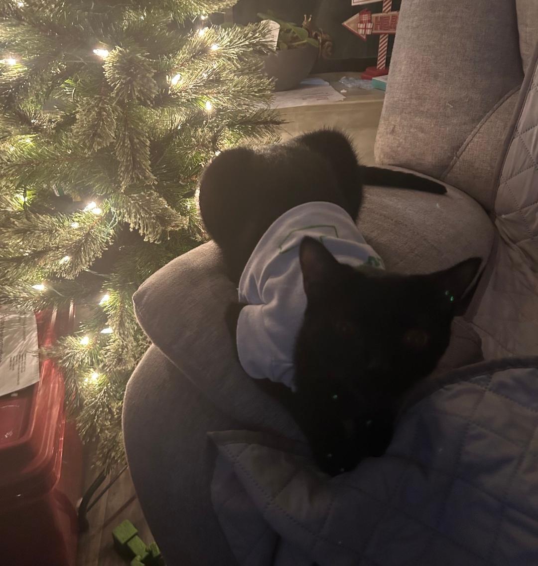 Enlarge Thor, a Adoptable Domestic Short Hair in Roxboro, NC image 2/3