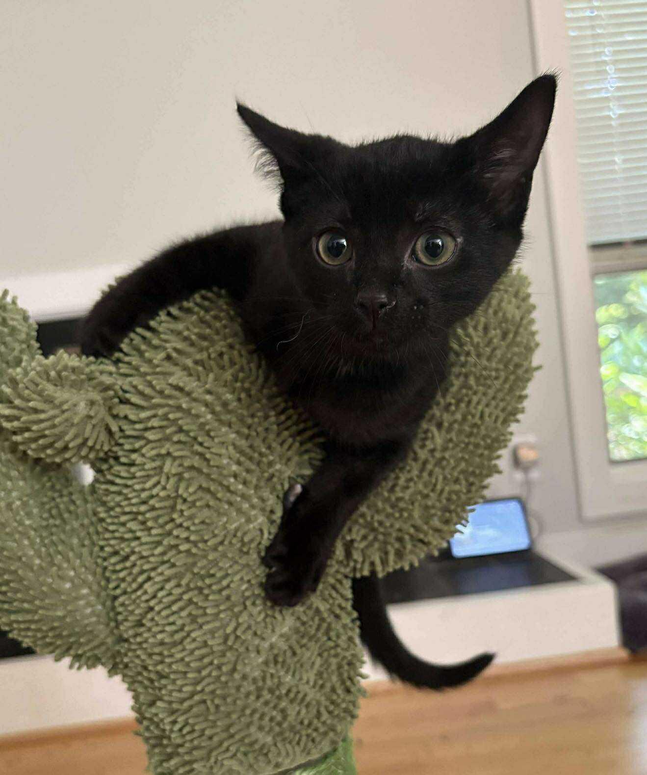 Enlarge Thor, a Adoptable Domestic Short Hair in Roxboro, NC image 2/3