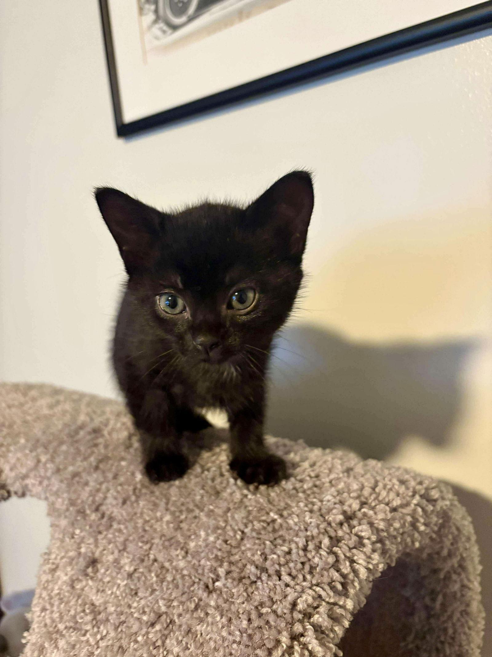 Enlarge Thor, a Adoptable Domestic Short Hair in Roxboro, NC image 3/3