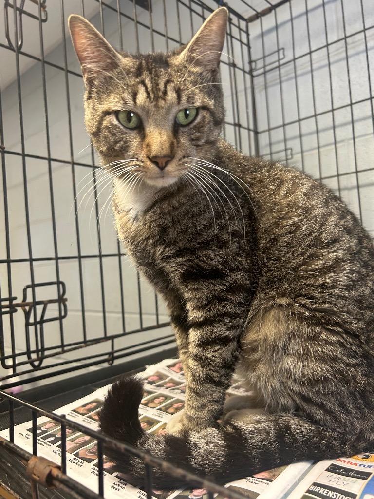 Gangsta, Adoptable, Young Male Domestic Short Hair.