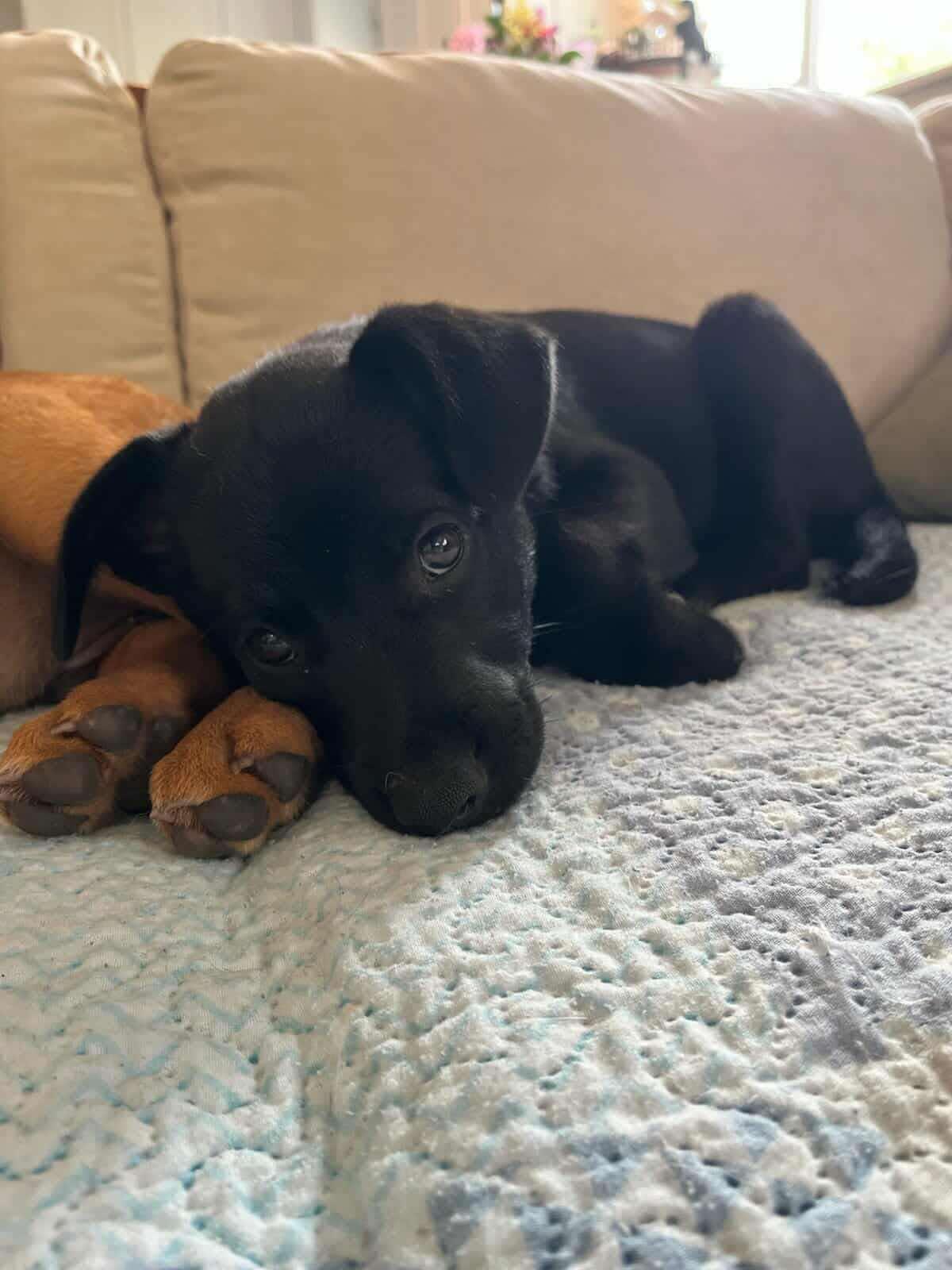 Saffron (20250611-06), an adoptable Labrador Retriever in Peterborough, ON, K9H 3R9 | Photo Image 4