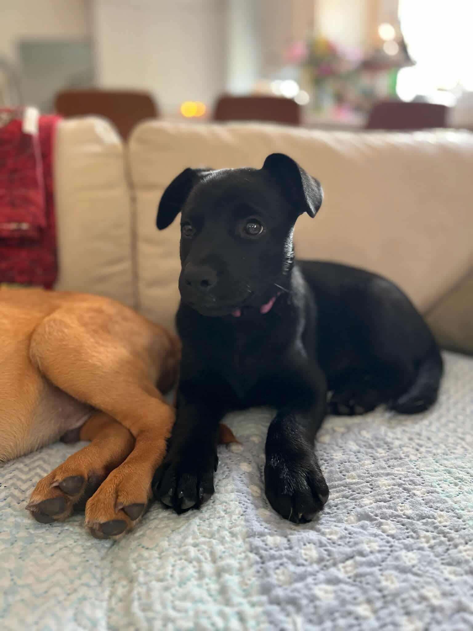 Saffron (20250611-06), an adoptable Labrador Retriever in Peterborough, ON, K9H 3R9 | Photo Image 3