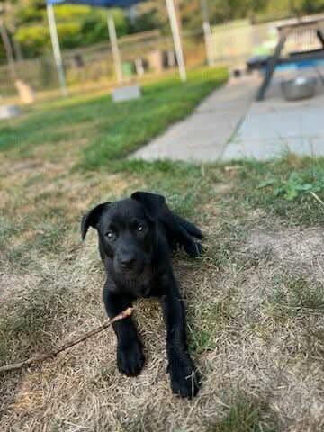 Saffron (20250611-06), an adoptable Labrador Retriever in Peterborough, ON, K9H 3R9 | Photo Image 2