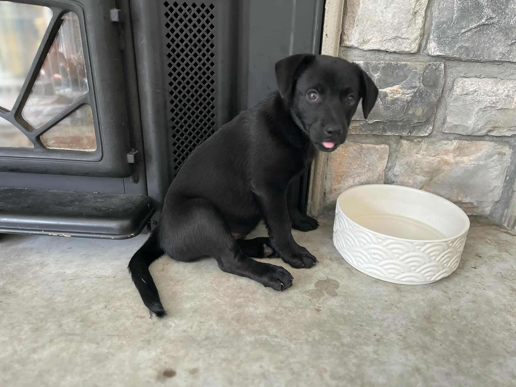Saffron (20250611-06), an adoptable Labrador Retriever in Peterborough, ON, K9H 3R9 | Photo Image 1