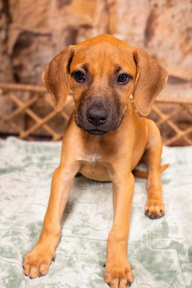 Nadia, Adoptable, Puppy Female Mixed Breed.