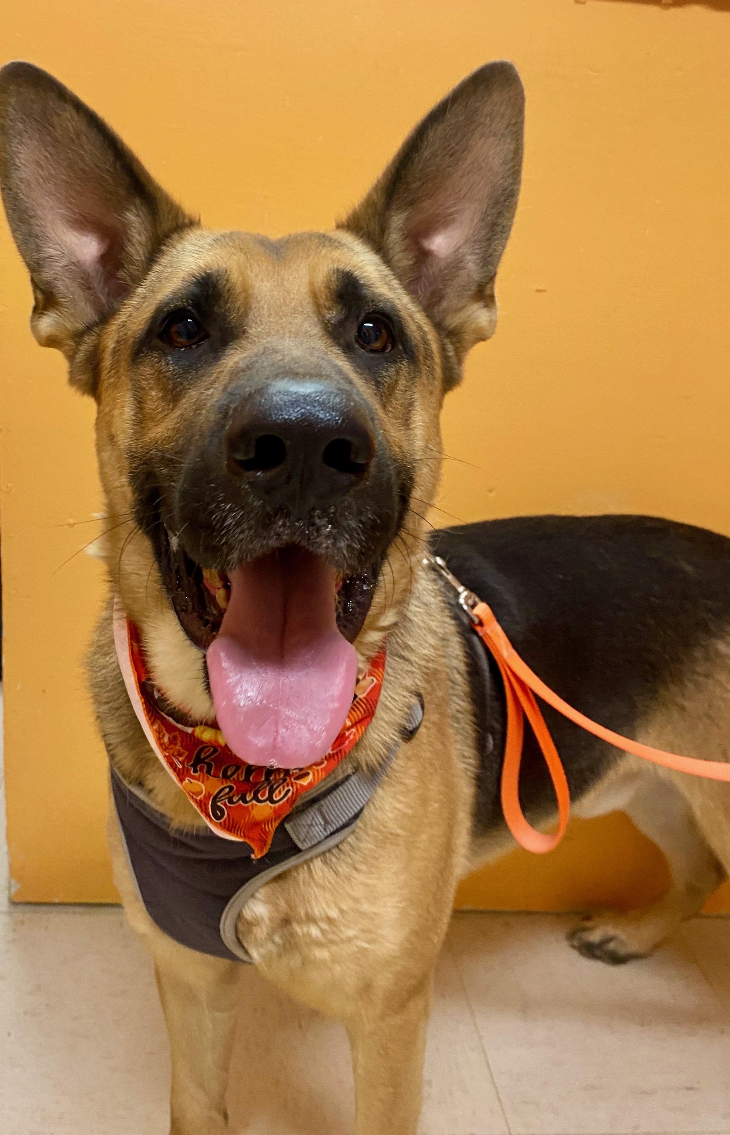 HAPPY, Adoptable, Adult Male Shepherd & German Shepherd Dog.