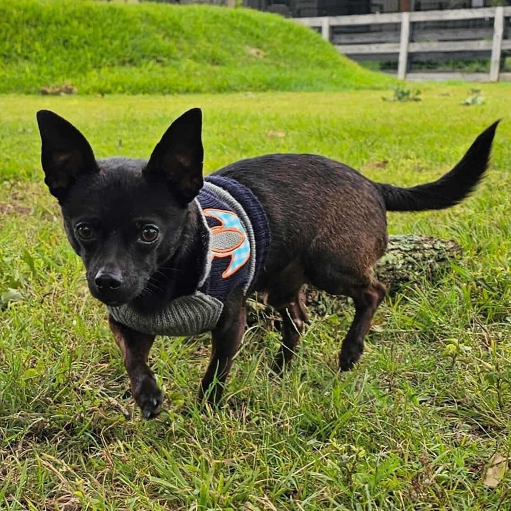 Enlarge Pee Wee, an adoptable Chihuahua in Commerce City, CO image 1/6