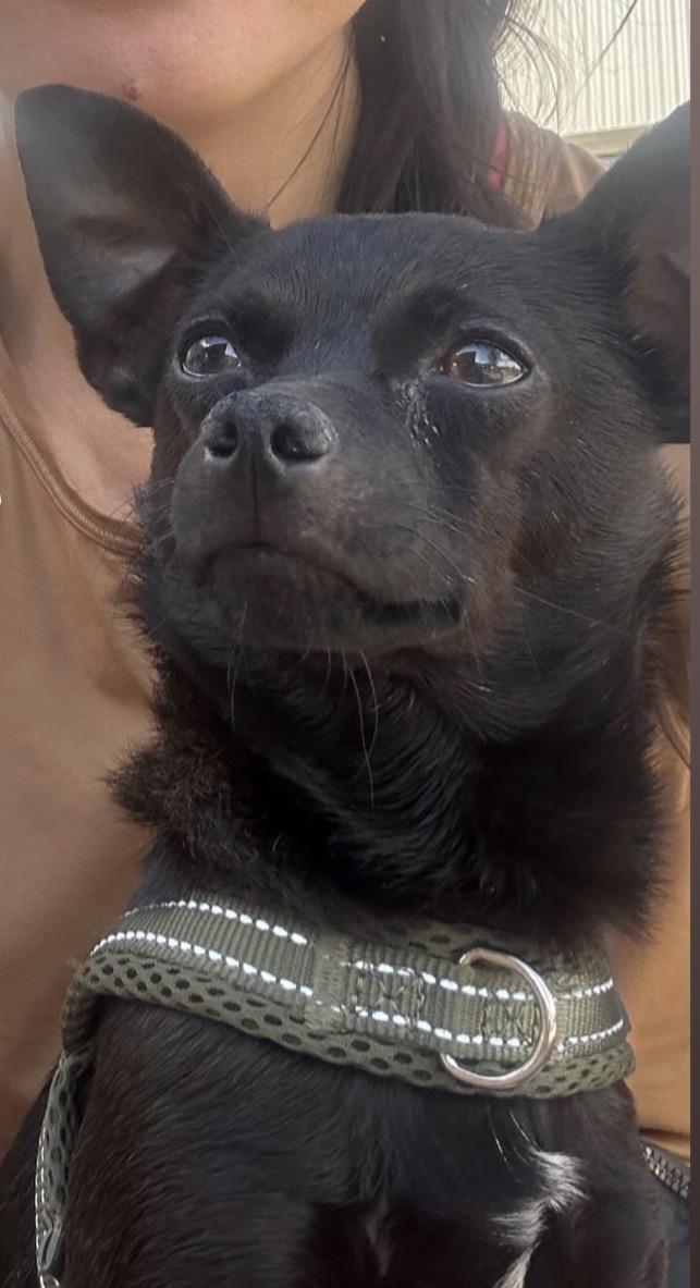 Enlarge Pee Wee, an adoptable Chihuahua in Commerce City, CO image 5/6