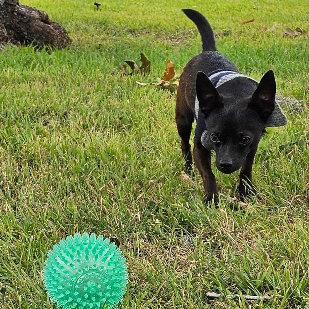 Enlarge Pee Wee, an adoptable Chihuahua in Commerce City, CO image 6/6