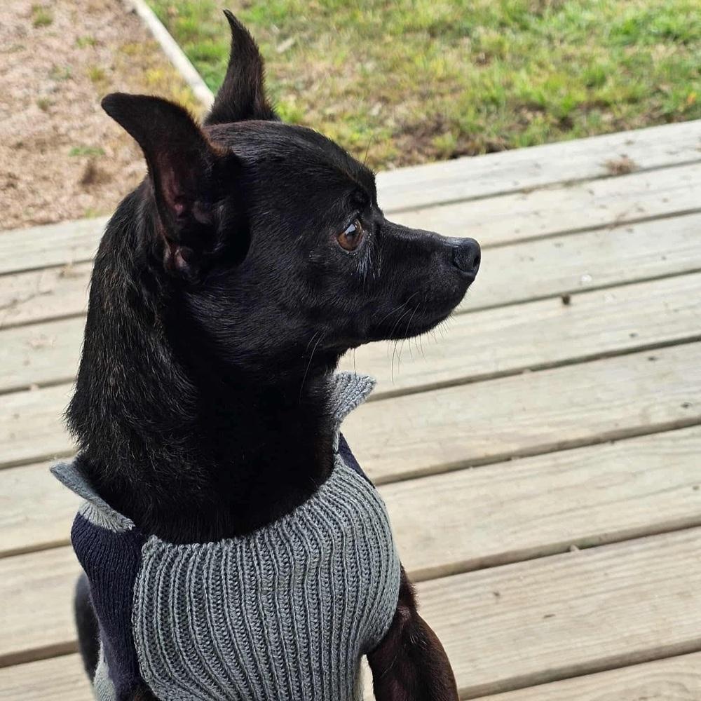 Enlarge Pee Wee, an adoptable Chihuahua in Commerce City, CO image 2/6
