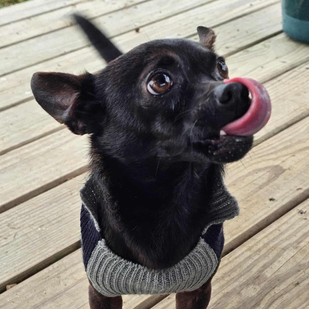 Enlarge Pee Wee, an adoptable Chihuahua in Commerce City, CO image 4/6