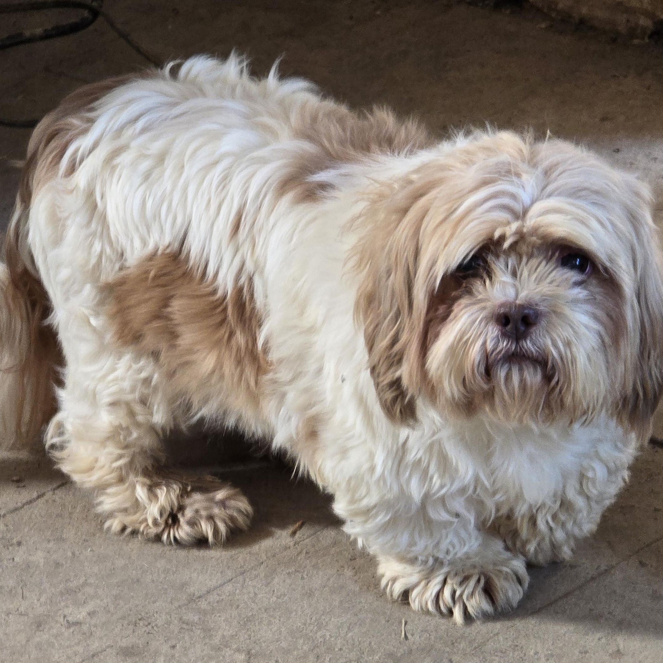Stanley, ADOPTABLE, Adult Male Shih Tzu.