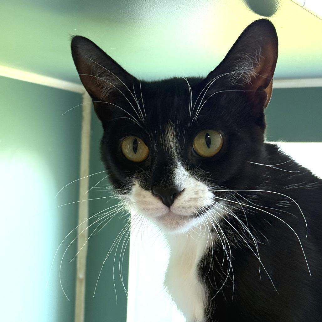 Roo - in Foster!, Adoptable, Young Female Domestic Short Hair.