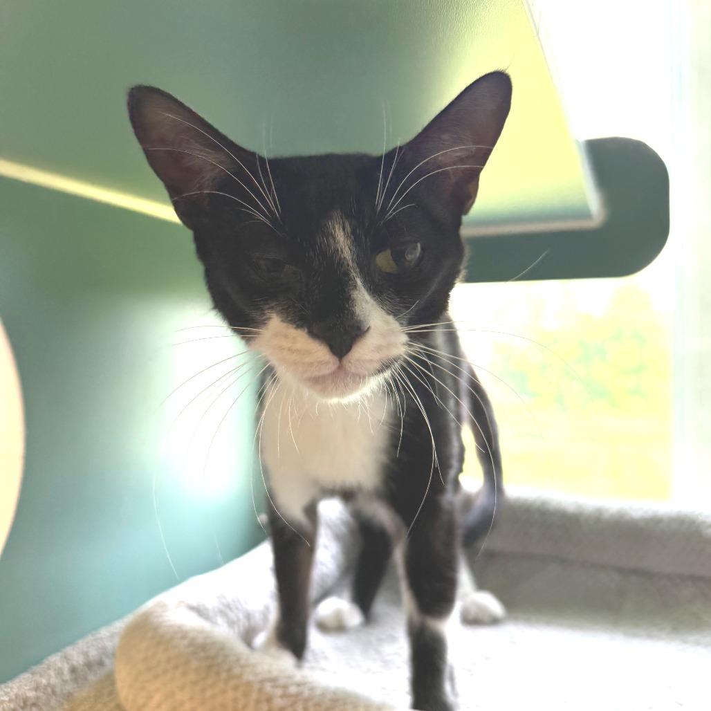 Roo, Adoptable, Young Female Domestic Short Hair.